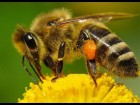 продам пчёл и маток кавказской породы