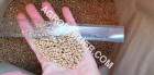 Семена пшеницы сорт Baxter канадская трансгенная двуручка.