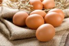 WIDELAND EXPORT продает яйца свежие С0, С1 на экспорт