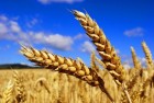Купим пшеницу по высоким ценам!!!