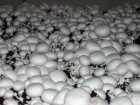 Доставка грибів шампіньйонів по всій Україні