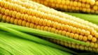 Кукурузный жмых