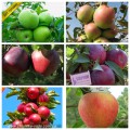 Саженцы крупноплодных сортов яблонь более 120 сортов опт и р