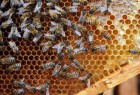 Пчелы, Пчелосемьи, Бджоли, Бджолосімї, Пасіка продам система Украинка