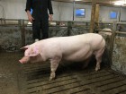 Свинокомплекс продаст F1 рем свиноматок