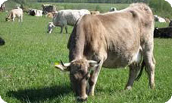 Костромская порода коров  
