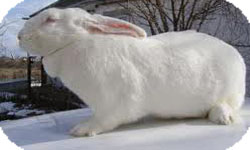 Порода кроликов белый великан