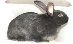 Черно-бурая порода кроликов