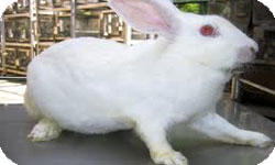 Порода новозеландский белый кролик 