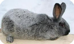 Порода серебристый кролик 