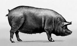 Беркширская порода свиней