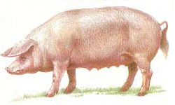 Порода свиней ландрас