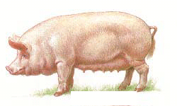 Латвийская белая порода свиней