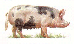 Северокавказская порода свиней
