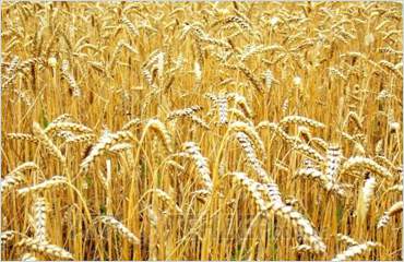 Цены на пшеницу продолжают падать