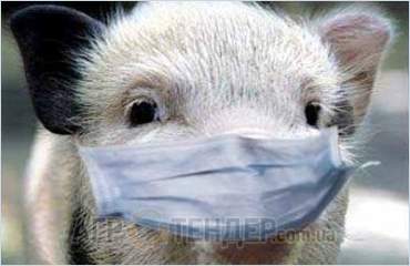 В ЕС подтверждено 323 вспышки африканской чумы свиней