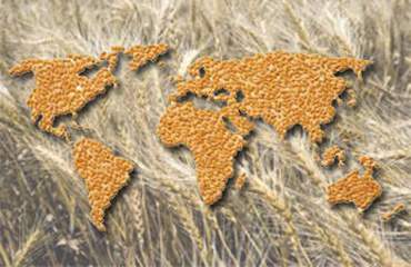Украина экспортировала 2 млн т зерна