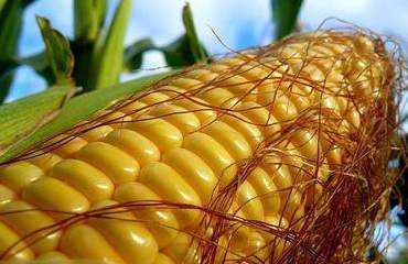 Украина экспортировала миллион тонн кукурузы
