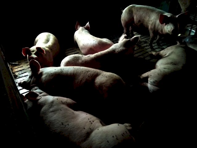 Свині живою вагою (110-120 кг)