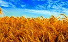 Урожай 2021 года! Оптом купим пшеницу,рапс,семечку.