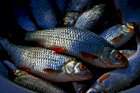 Рыбное предприятие по вылову и заготовке речной рыбы ищет КРУПНЫХ пере