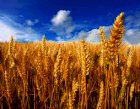 Урожай 2021 года! Оптом купим пшеницу,рапс,семечку.