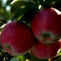 Саженцы яблони груши большой ассортимент сортов опт и розниц