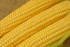 Продам кукурудзу 400 тонн, Черкаська обл, Умань