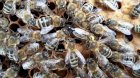 Продам плодні мічені бджолині матки Карпатської породи 2024г.