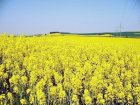 Закупаем рапс о Винницкой обл