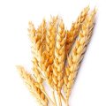 Купим пшеницу на экспорт