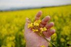 Агрофірма закупить Ріпак без ГМО та ГМО. По всій Україні