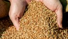 Продам пшеницю продовольчу , 3кл. , урожай 2023 рік 