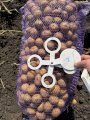 Продам картоплю Саншайн