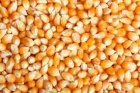 Продам кукурудзу 60 т, ф2, Кіровоградська обл, Вишнівці