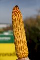 Насіння кукурудзи Коронадо(ФАО 290) від Заатбау