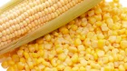 Продам кукурузу фураж 155$