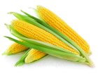 Закуповуємо кукурудзу 