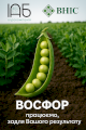 Насіння ярого гороху сорту Босфор, еліта