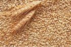 Продам пшеницю 85 т