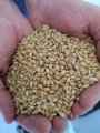 Продам семена ячменя озимого сорт "Казанова" , Лимагрейн, (Casanova, L
