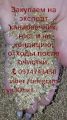 Закупаем канареечник