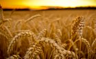 Пшениця озима ЗЛАТОГЛАВА, насіння пшениці 