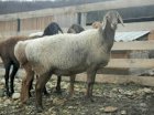 Продам котных овец курдючной породы (гиссарской)