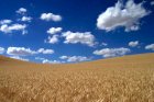 Продам пшеницю 4 клас 900 тонн, Житомирська обл, Вільськ