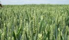 Насіння Пшениці ТОБАК 1 репродукція  (Сертифіковане)