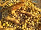 Куплю Сою без ГМО та ГМО по всій Україні