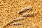 Продам пшеницю фураж 1350 тонн, Черкаська обл, Петропавлівка