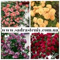 Саженцы роз в ассортименте, плодовые кустарники и деревья