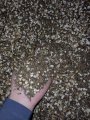 Квасоля, побічний продукт, врожаю 2025 року, Київська обл. 
